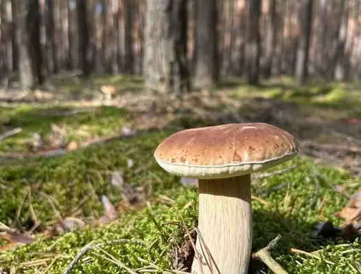 Pierwsze grzyby już w lasach – sezon grzybobrania rozpoczęty